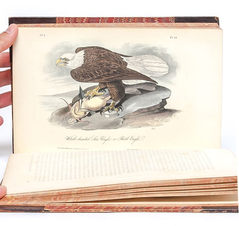 The Birds of America, From Drawings Made in the United States and Their Territories.