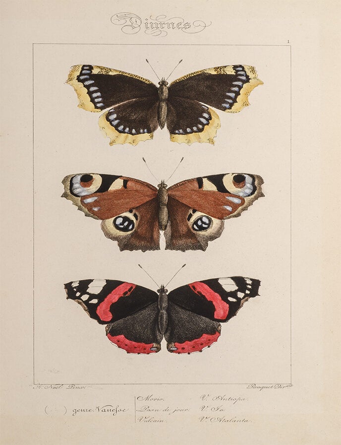 Histoire Naturelle des Lepidopteres d'Europe par H. Lucas