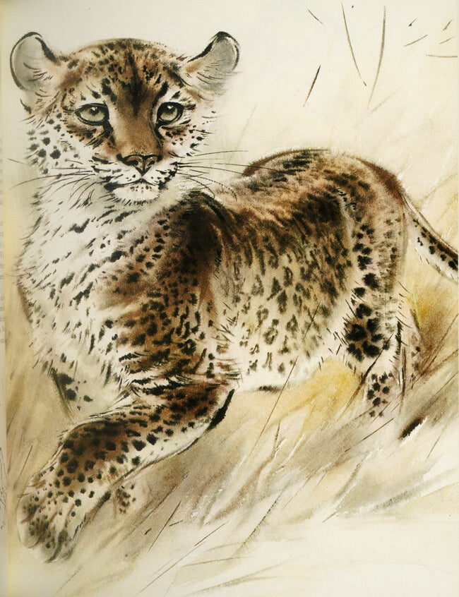 An Artist's Safari