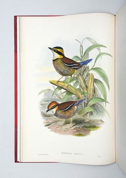 Monograph of the Pittidae