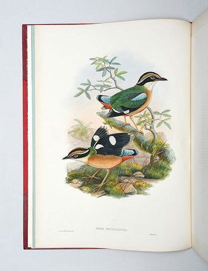Monograph of the Pittidae