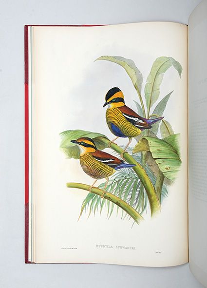Monograph of the Pittidae
