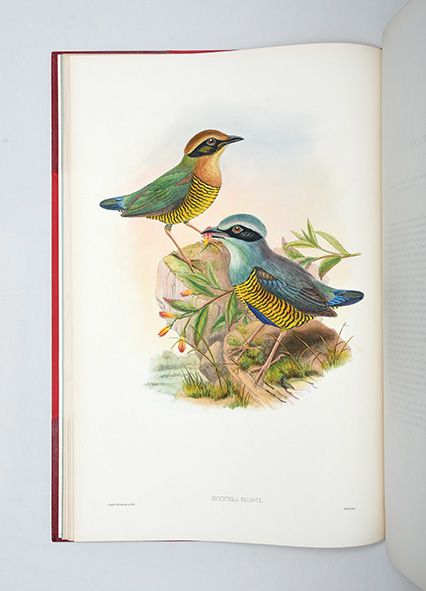 Monograph of the Pittidae